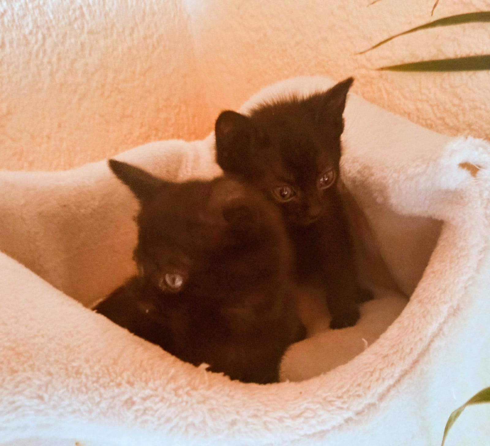 Chicca & Chiara