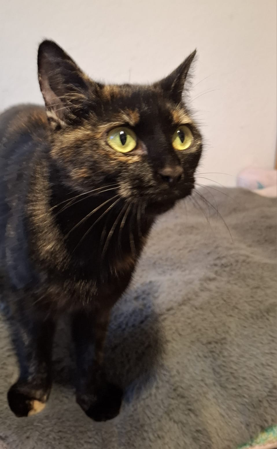 Osita