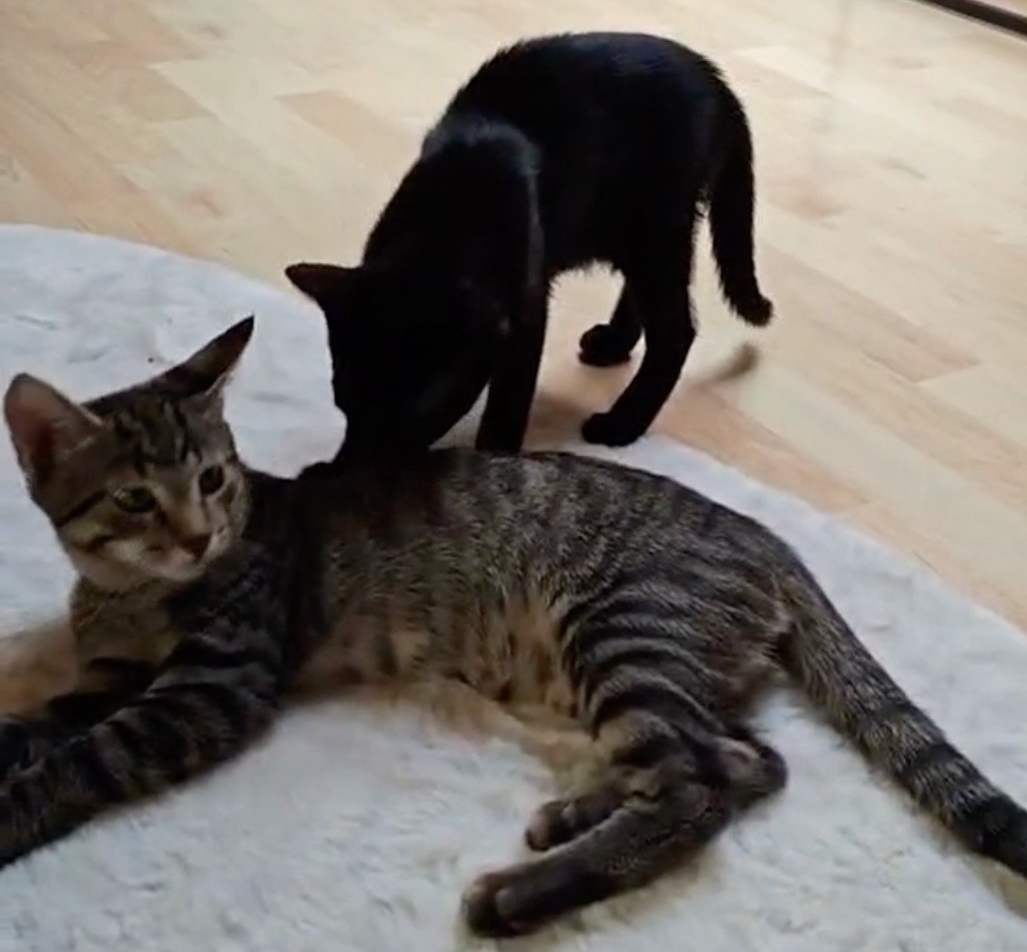 Jerry und Jordy