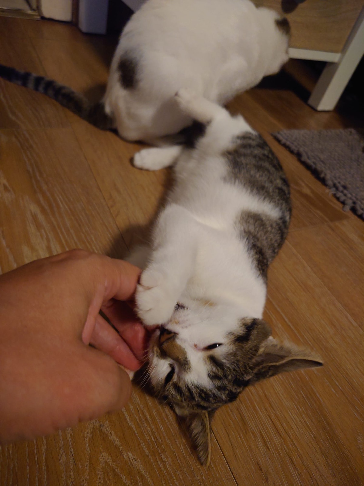 Kiri
