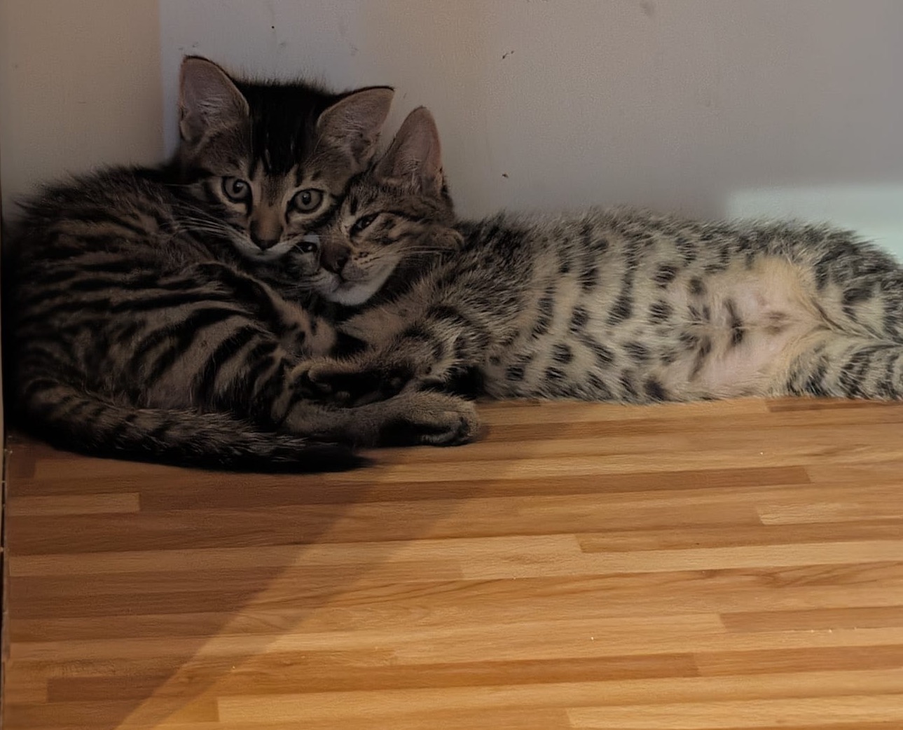 Unsere Kitten