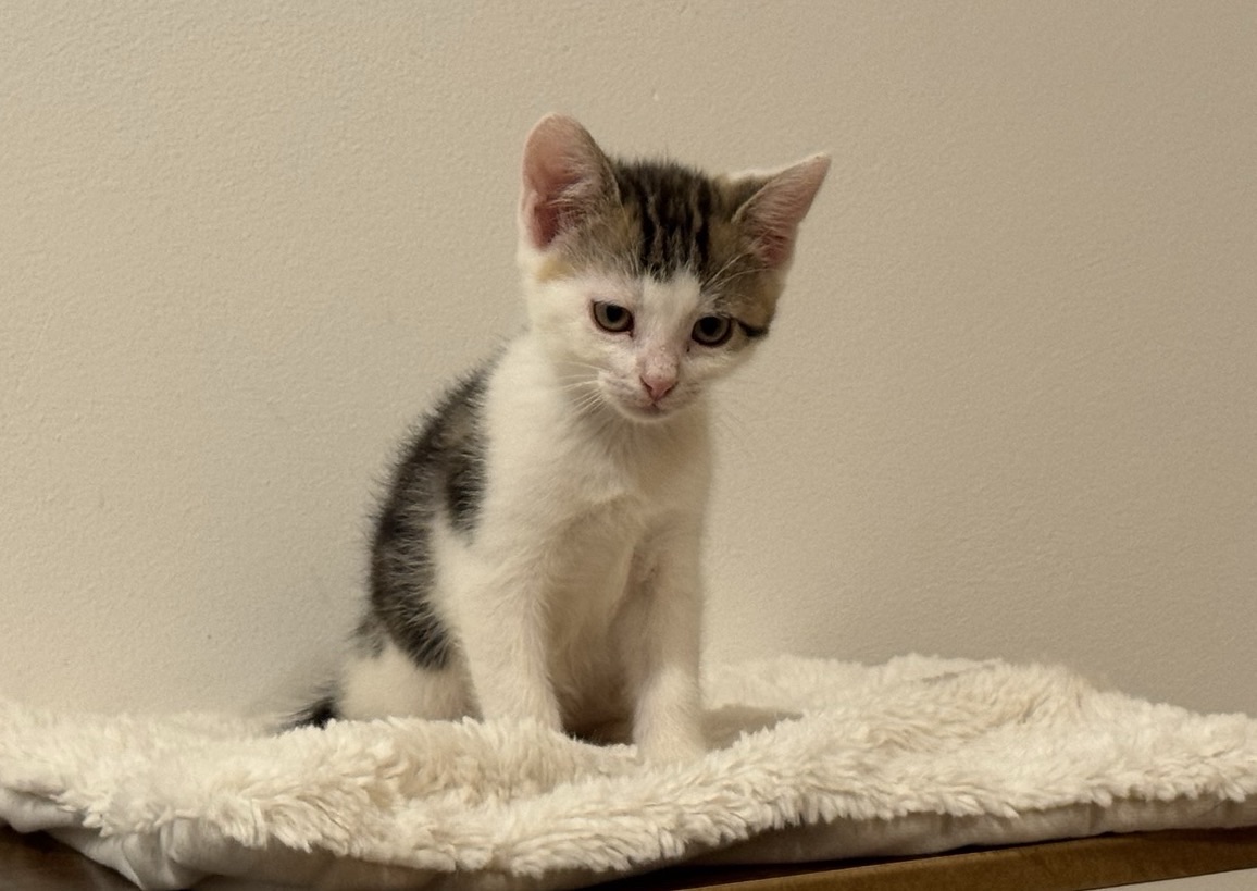 Minou