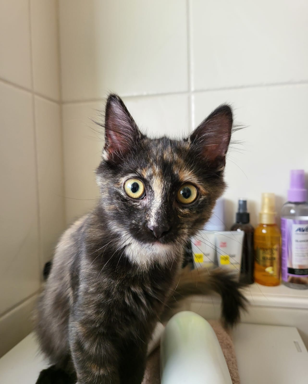 Orla