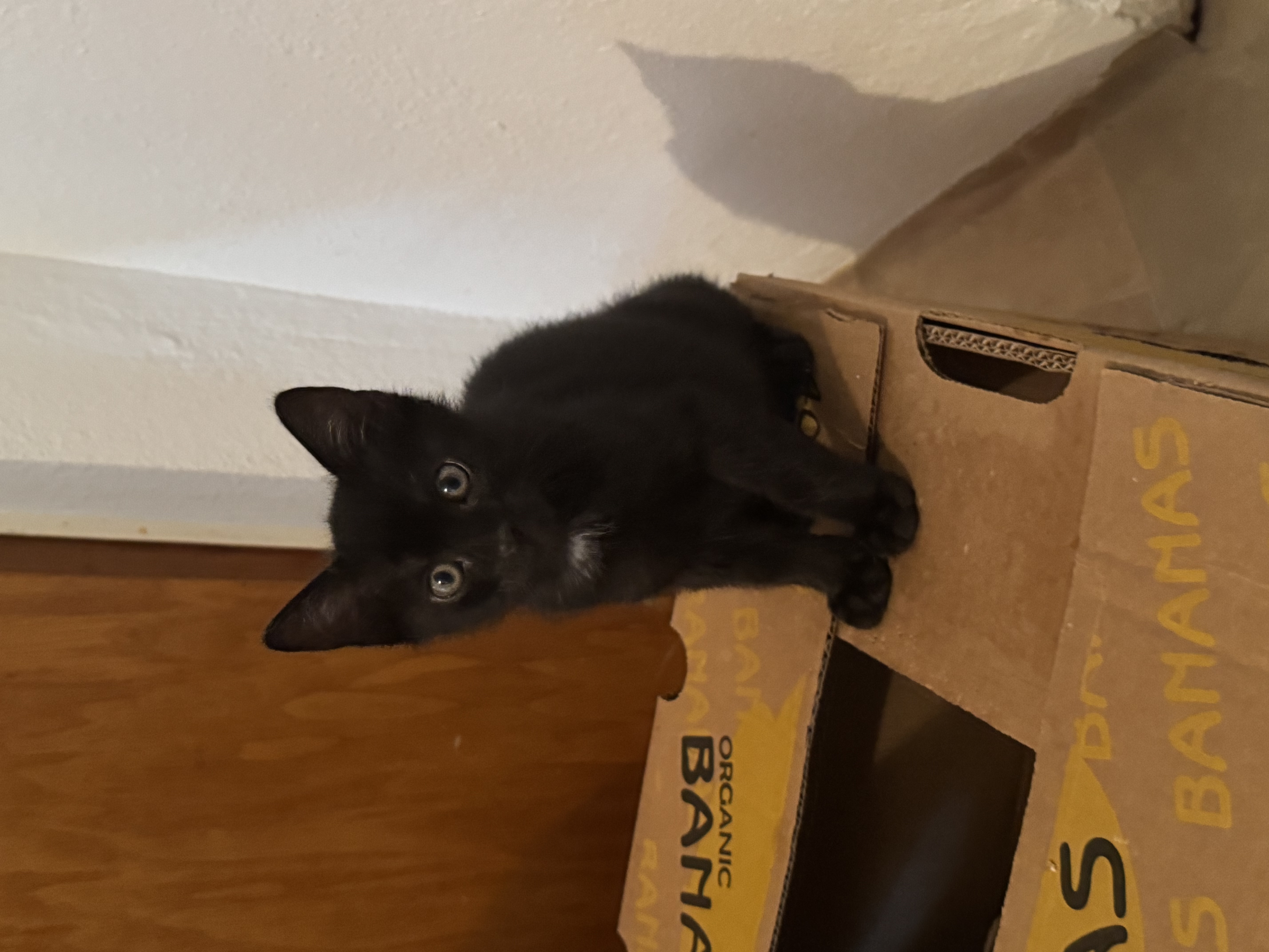 Milo