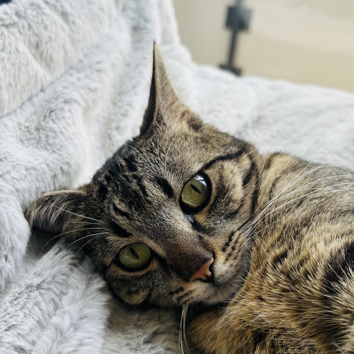 Enzo