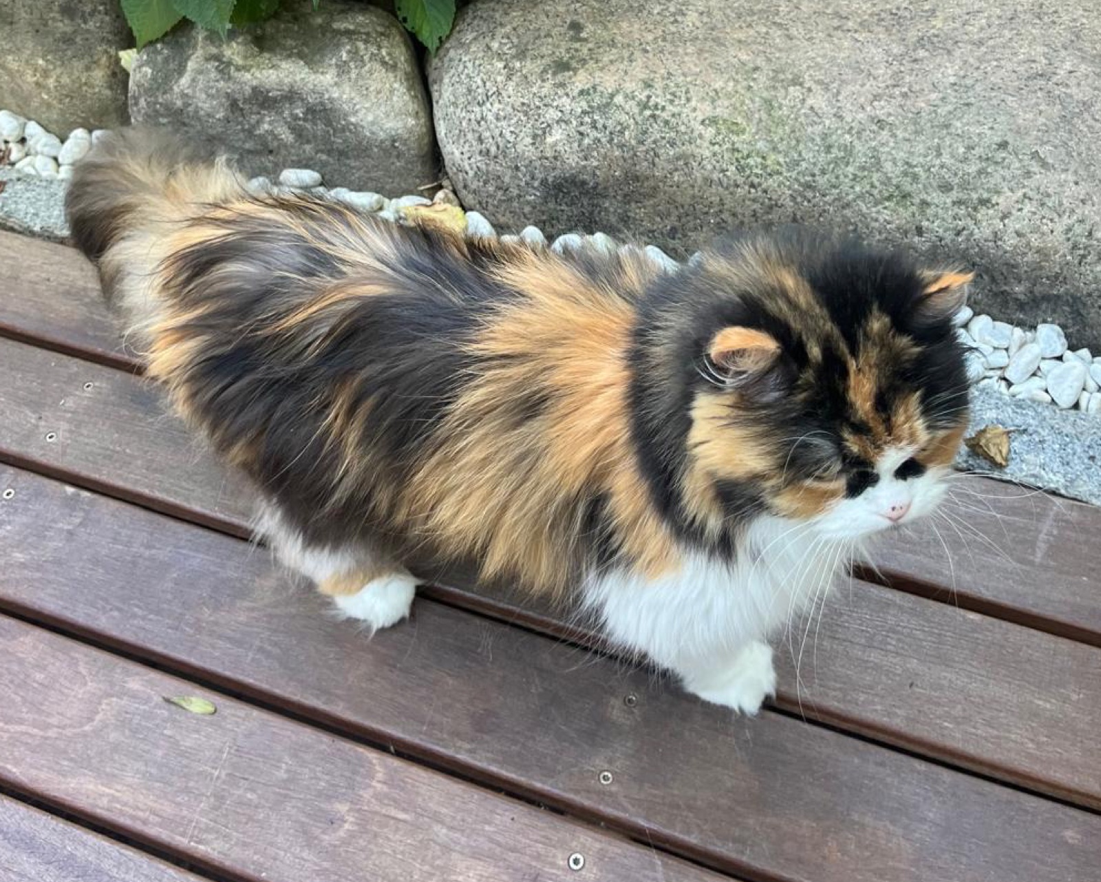 Bibi