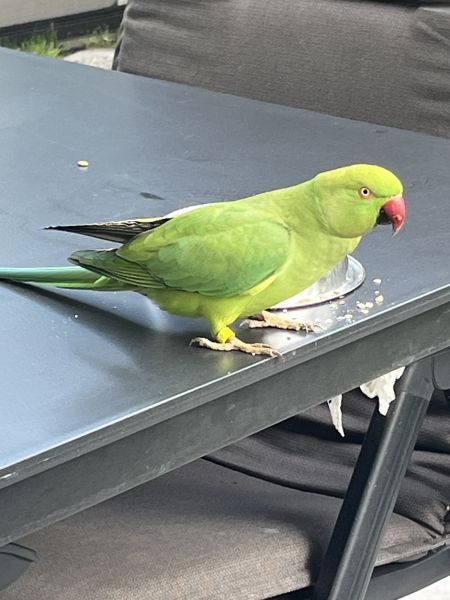 Grüner Halsbandsittich